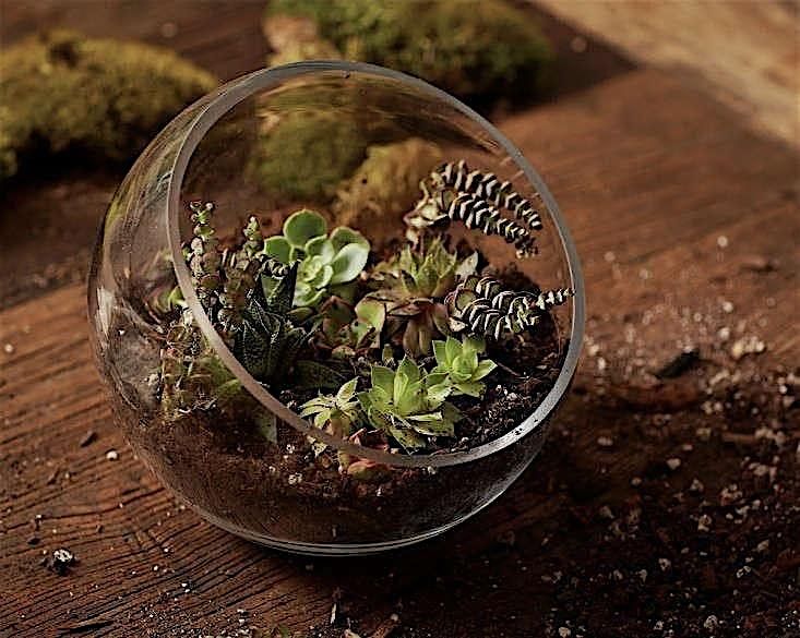 Terrarium Workshop in the Greenhouse