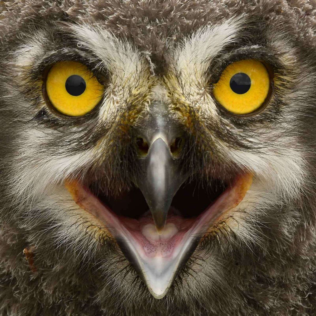 Ten Wild Photos, Ten Wild Stories (with Live Owl Presentation)