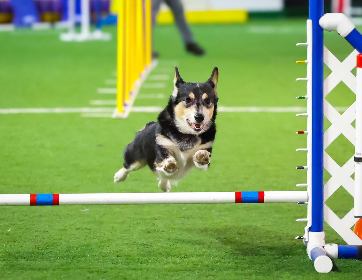 Dayton Dog Training Club Agility Trial