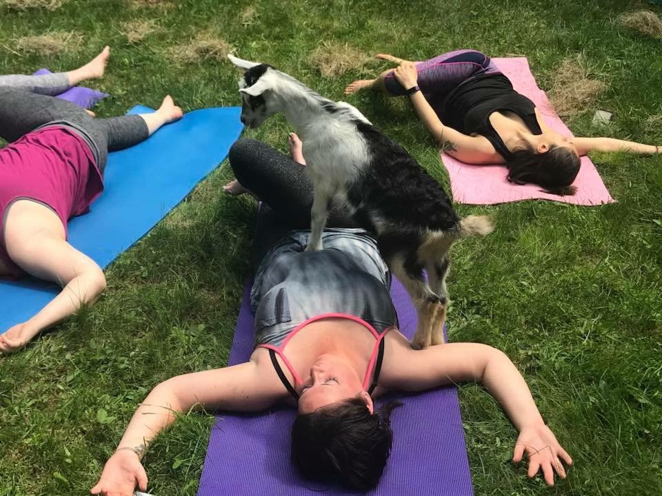 Goat Yoga - Quakertown, PA!