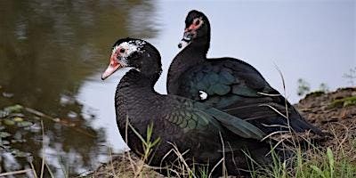 Birding at Burden September 2024