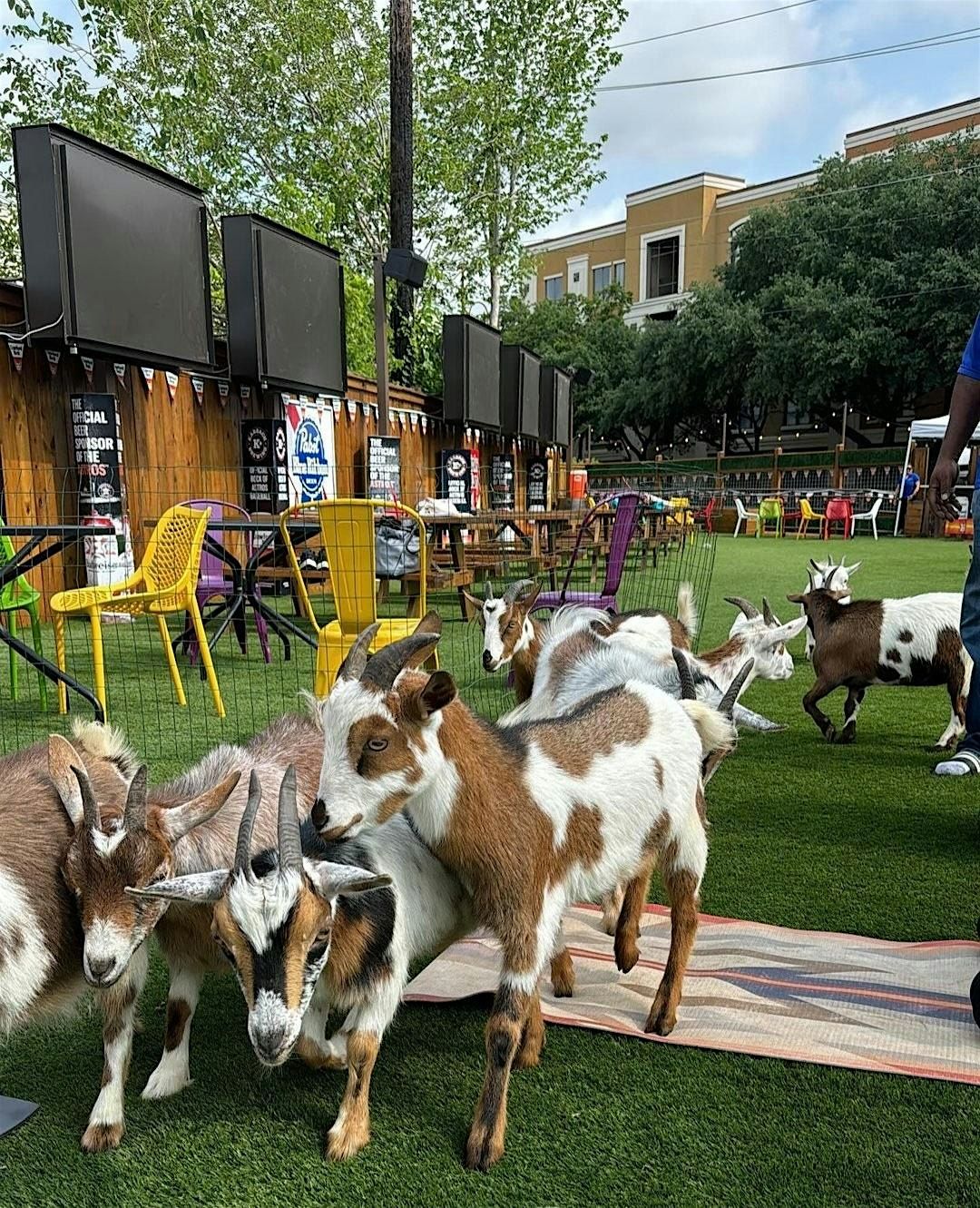 Goat Yoga Houston At Little Woodrows Midtown Saturday November 2nd 1130AM