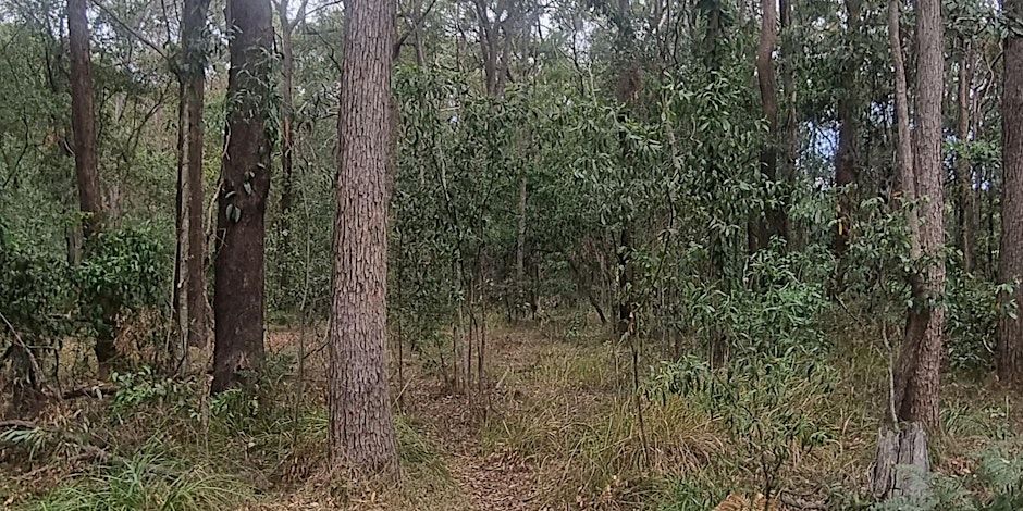 N4C Bushcare Site Tours: Tarragindi Conservation Park