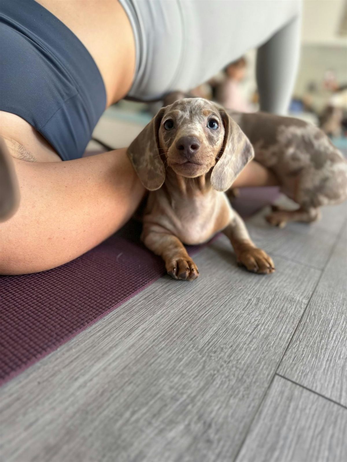 Summer SALE BarePaws Puppy Yoga