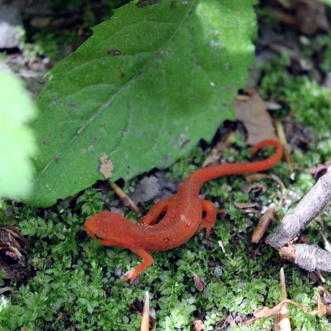 Chewonki Brings Vernal Pools to Enrichment Hour