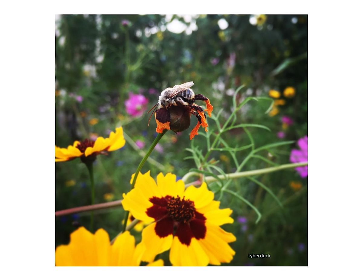 Frederick County Master Gardener:  Pollinator Garden Basics