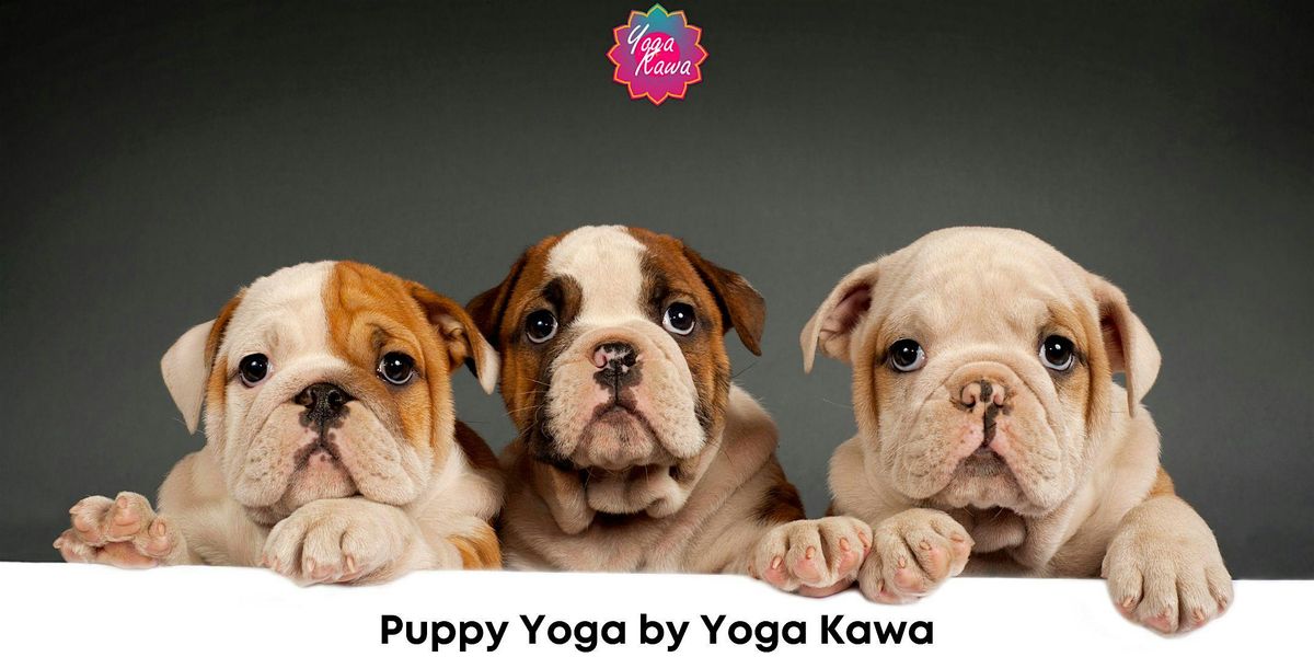 Puppy Yoga (Kids-Friendly) by Yoga Kawa Vaughan English Bulldogs