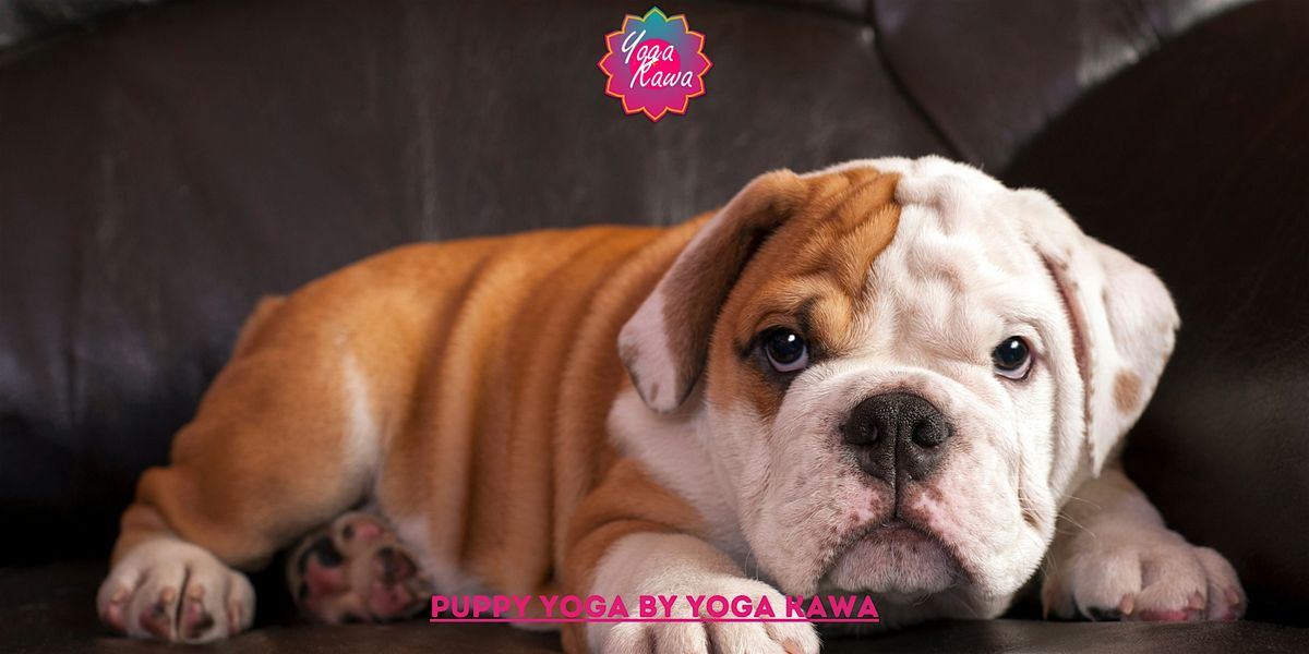 Puppy Yoga by Yoga Kawa Markham English Bulldog puppies