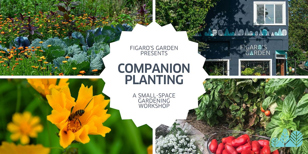 Intro to Companion Planting