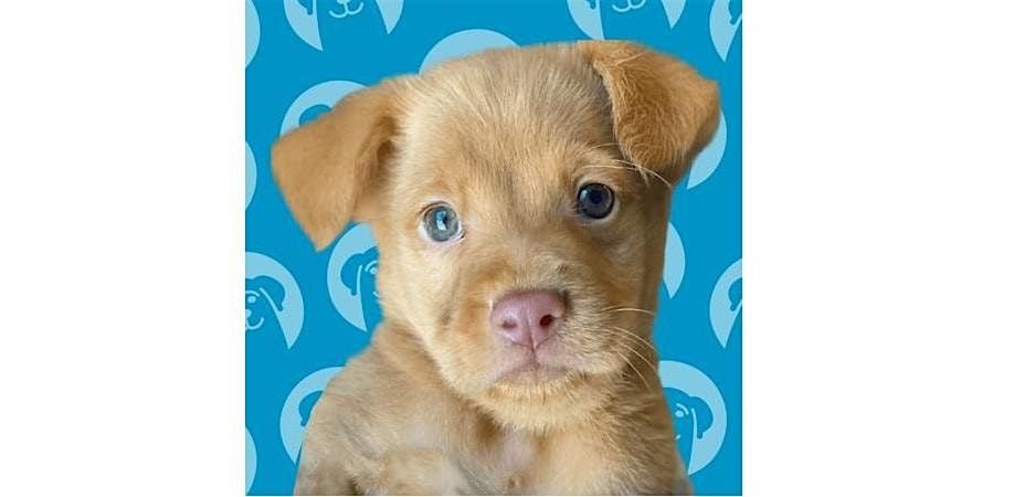 Join us this Saturday -Tustin dog adoption event! (Volunteers Wanted)