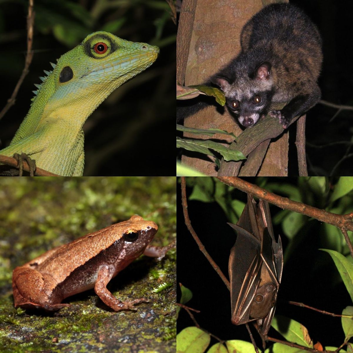 Pesta Ubin 2022 - Vert night walk