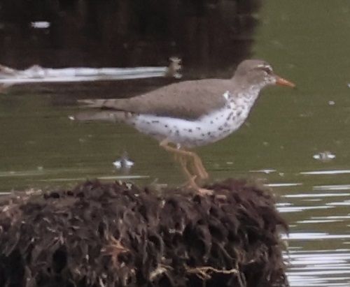 Diverse Aquatic Birds