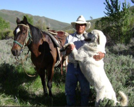 Coexistence Works! Protecting Livestock and Wolves with Nonlethal Coexistence Methods