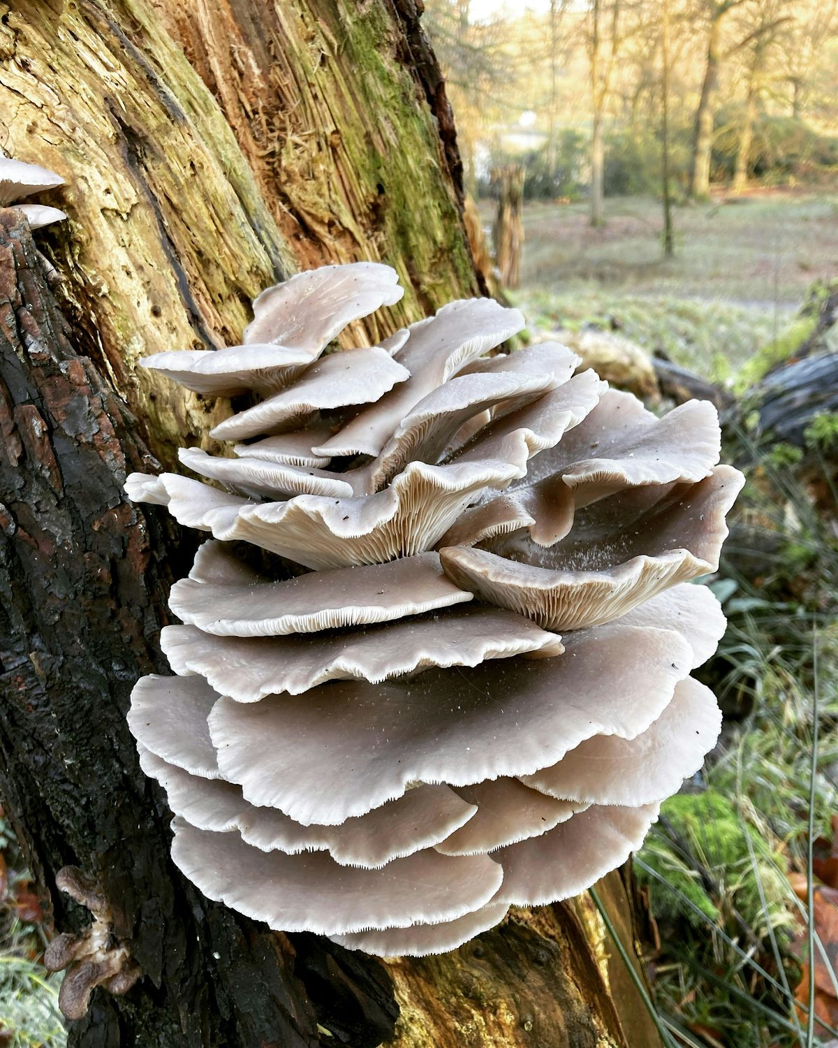 FORAGE & NIBBLE near Sheffield