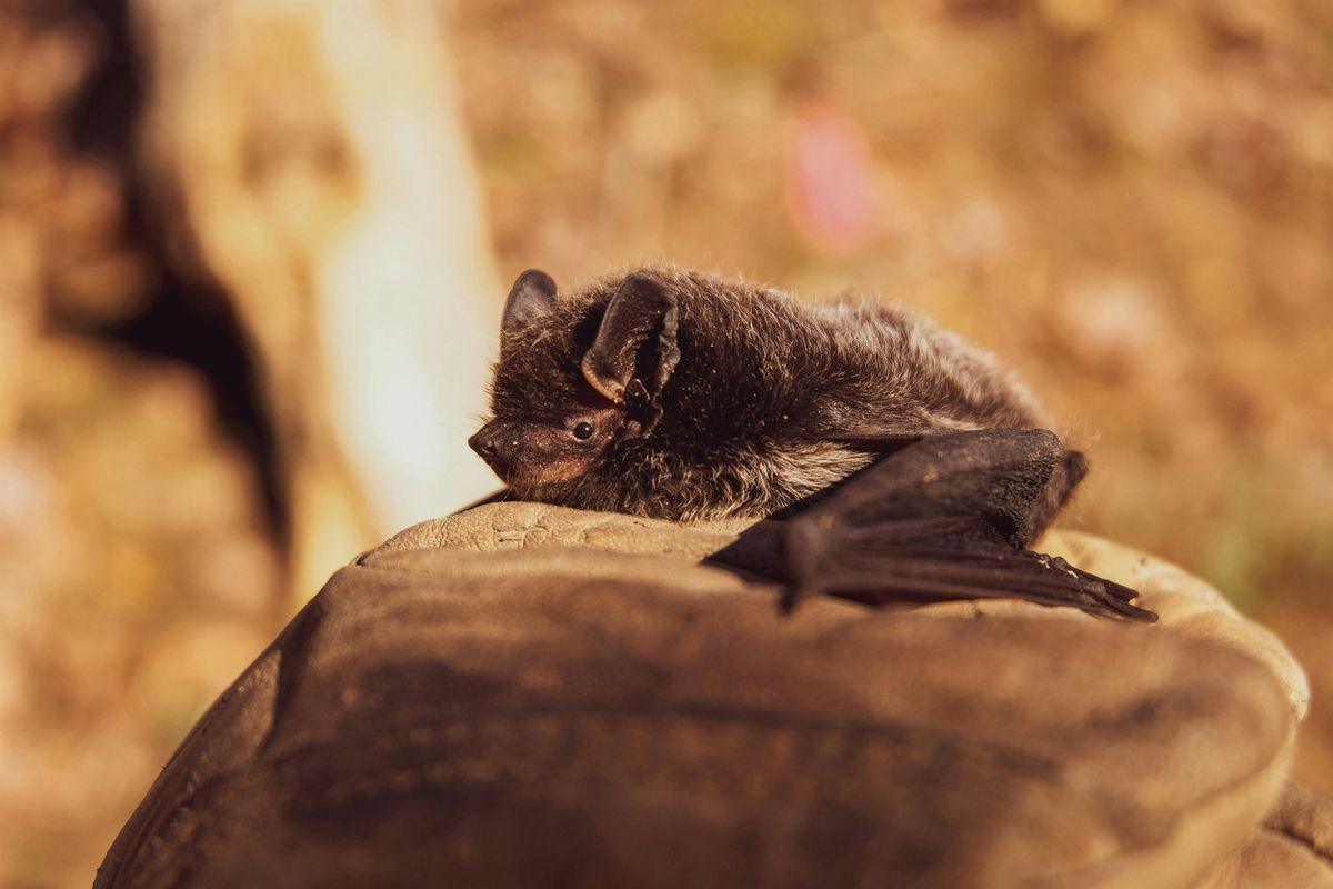 Lunchtime Talks: Bats