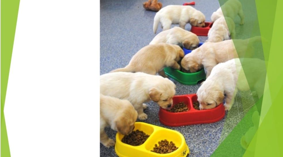 Galway Guide Dog Cycle