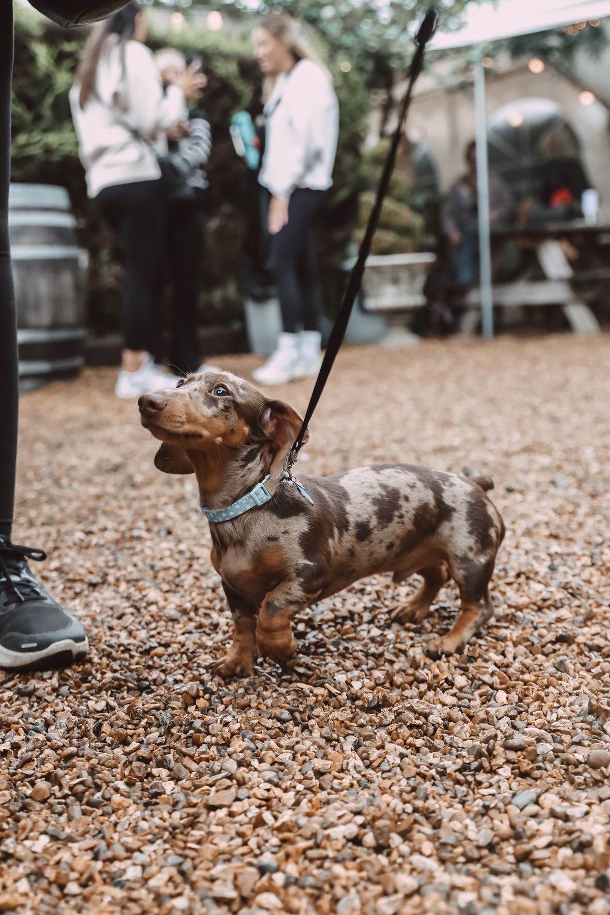 Dachshund meet up - Christmas edition! \ud83c\udf84