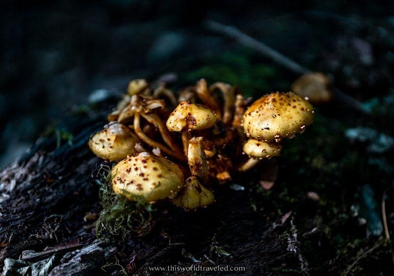 Fungi and their Wood-Wide Webs in PNW Forests