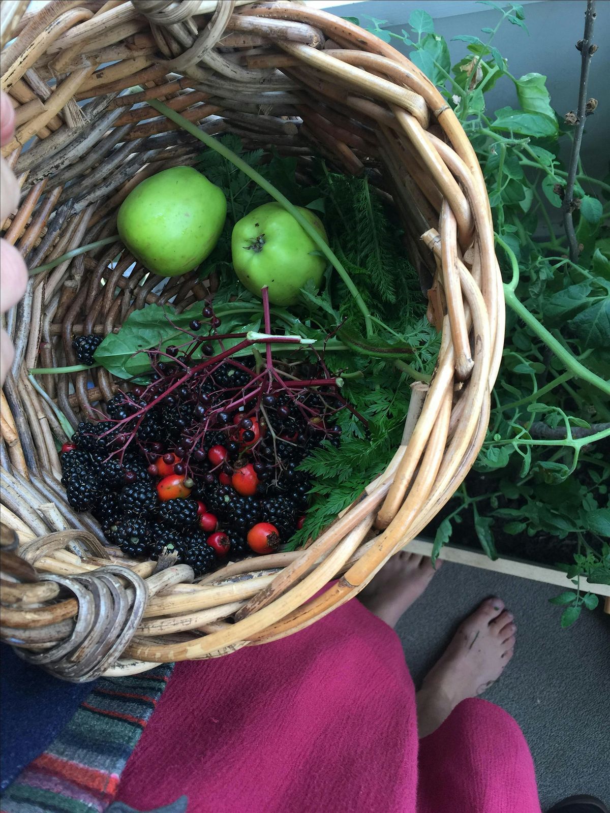 Autumn Beginners Foraging - Queens Park