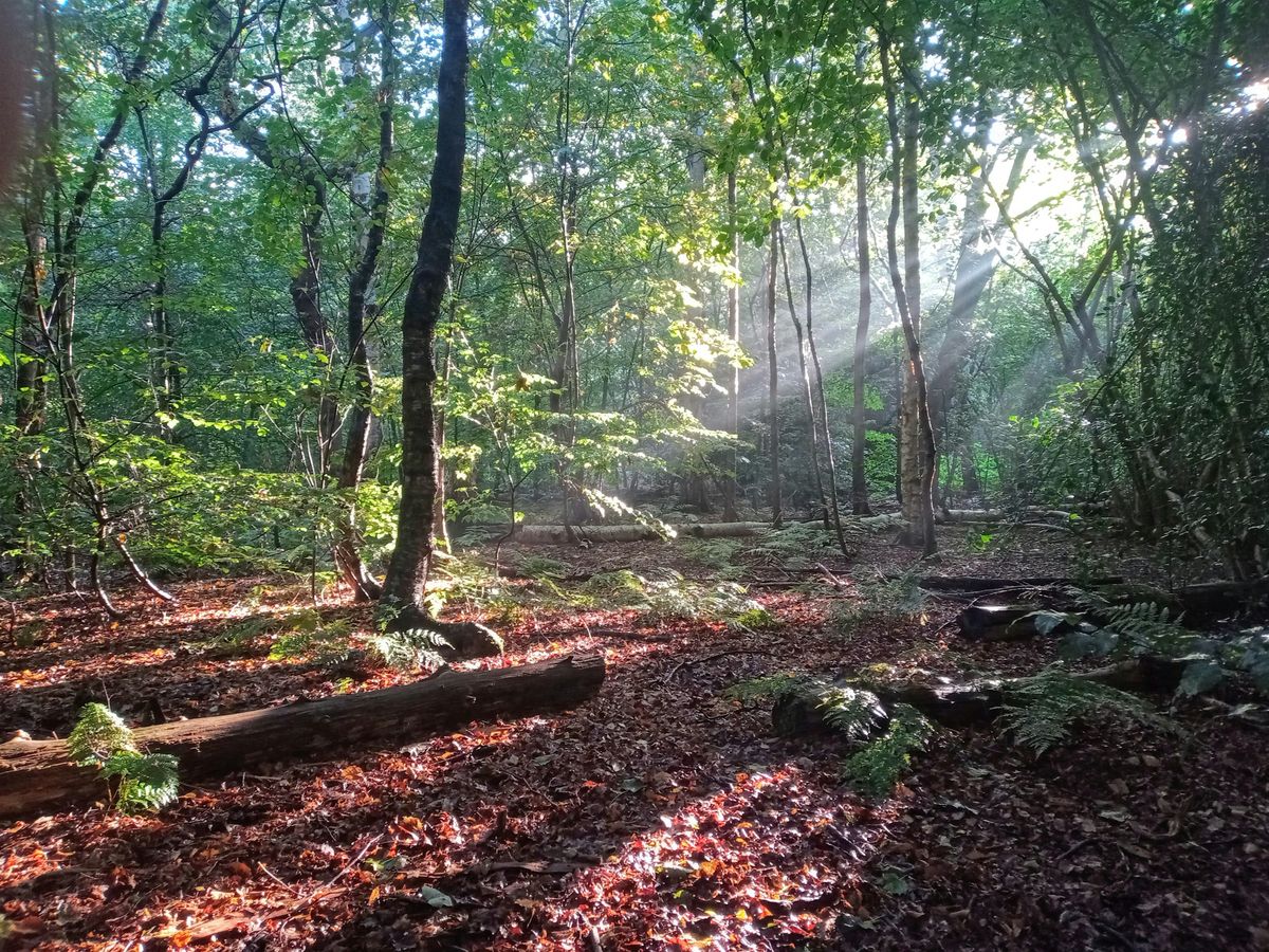 Therapeutic 'Forest School for Grown-Ups' in Runcorn, Cheshire