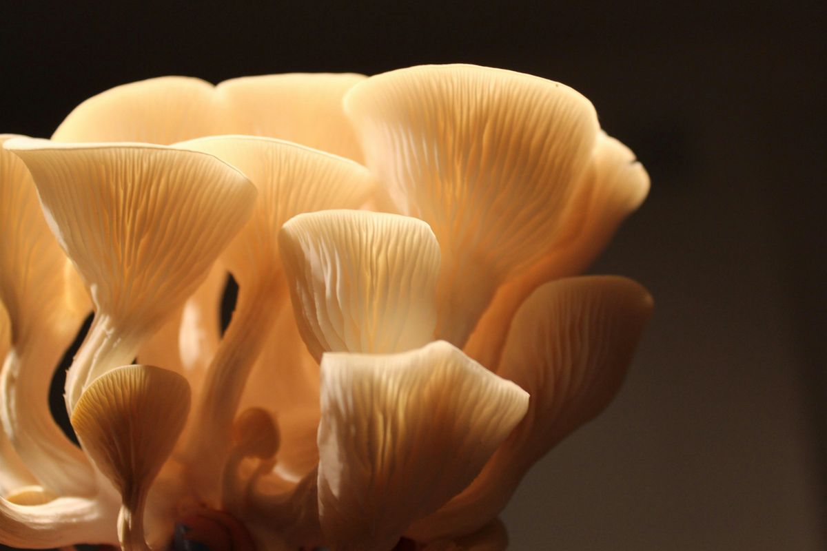 Grow Your Own Mushrooms