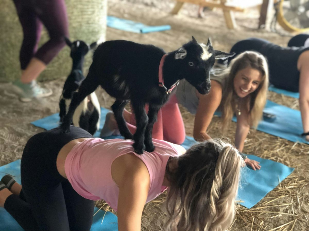 Goat Yoga at Lucky Dog Farm - Wentzville, MO