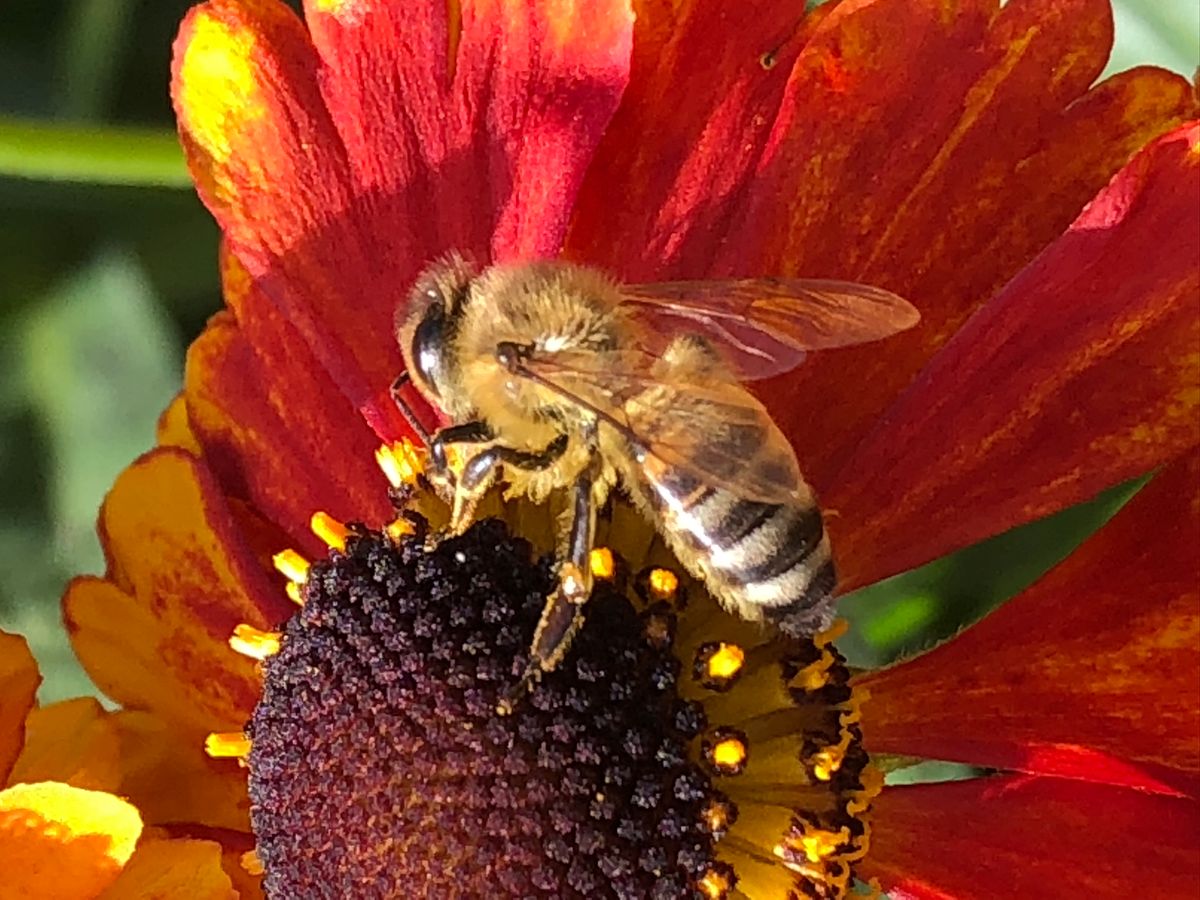 Gardening for Wildlife and the Wildlife in Your Garden