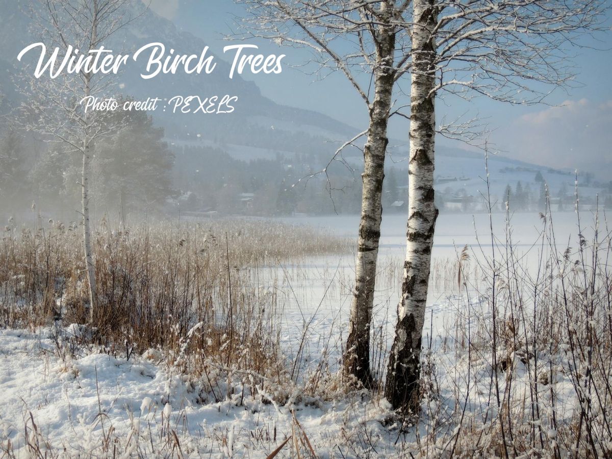 Winter Birch Trees: 2 Week Expanding the Basics Watercolor Workshop- Painting From a Photo Reference