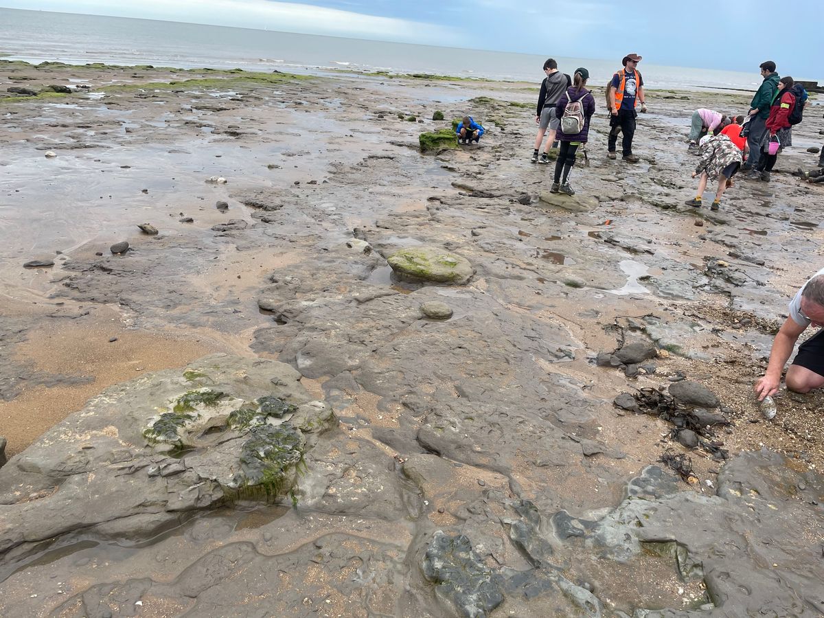 WALTON-ON - THE-NAZE FOSSIL HUNT