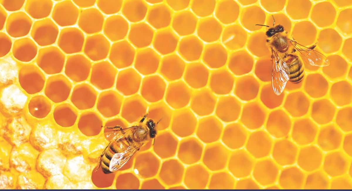 Meet Our Beekeeper And Ask Your Bee Questions, The Shoppes at Arbor ...