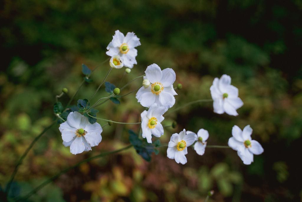 The Garden Club of America Flower Show: The Wild Garden