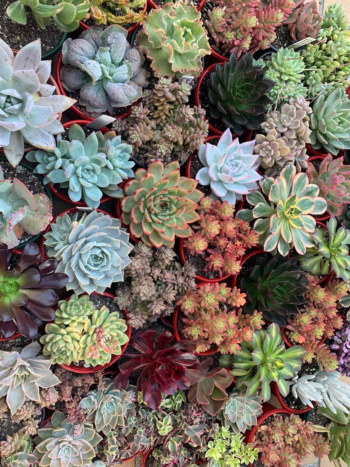 Succulent Sale - Morayfield Shopping Centre