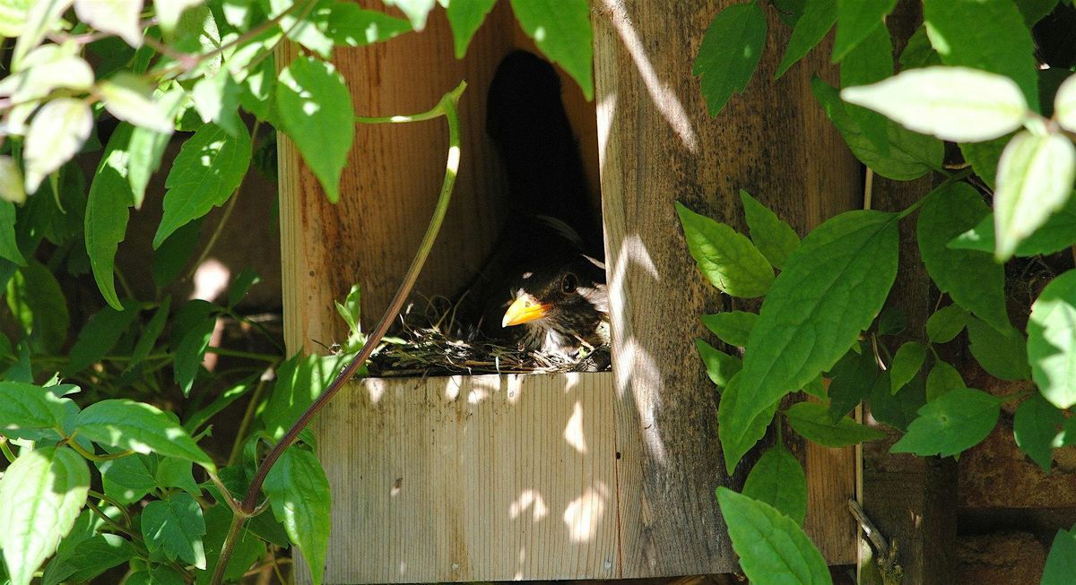 Birds and bird boxes