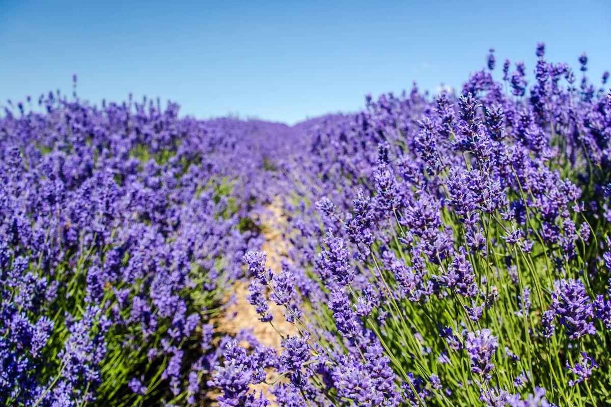 (Peak Flowering!) Cotswold Lavender Farm & Scenic Countryside Walk