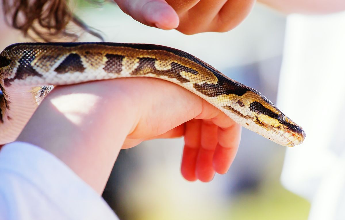 March Break at the Museum - Nature Detectives: Creepy Crawlies!