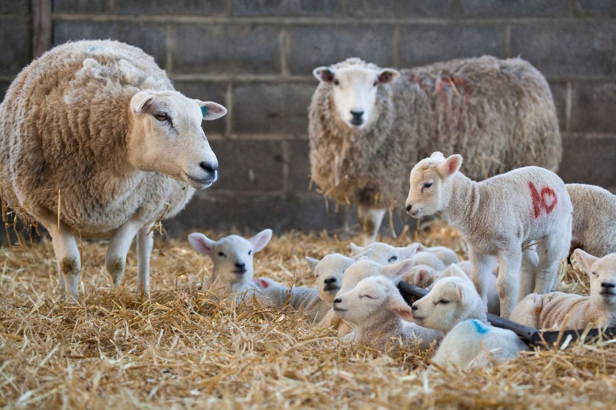 Spring Lambing Weekend 2025