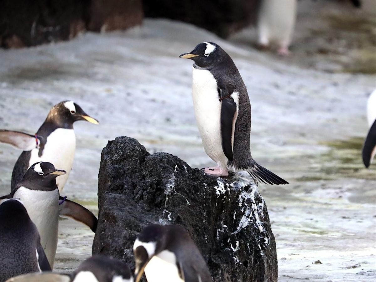 Tea and Talks: Penguins