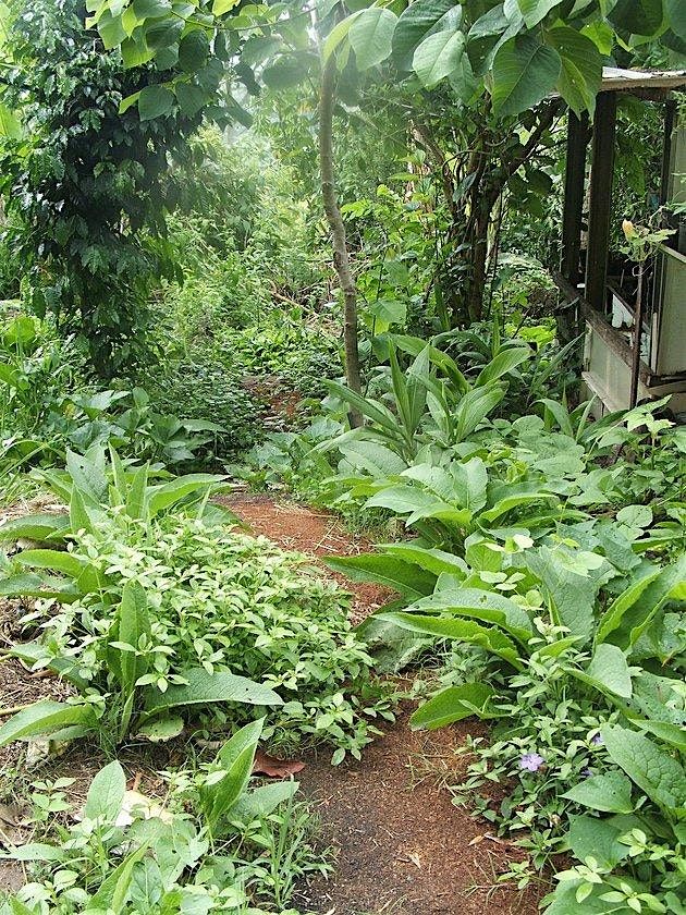 Transforming Landscapes: Nutritional Medicinal FL Native Plants