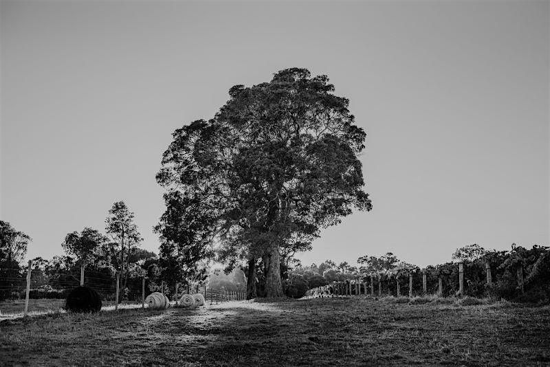 Windows Estate Wine Dinner | Nomad, Sydney