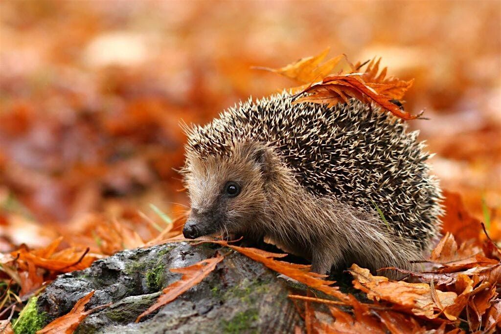 Wildlife Weans Mugdock: Hibernating Animals (1-7 year olds)