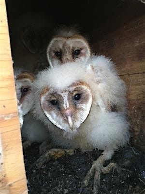 Barn Owls - CARRI Summer Speaker Series
