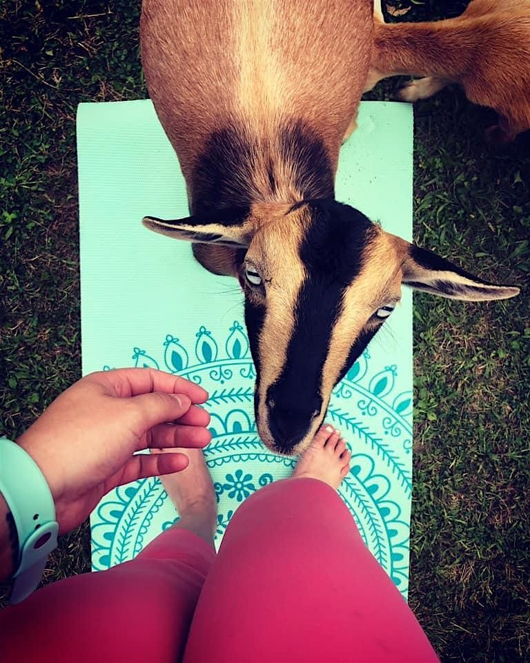 Baby Goat Yoga