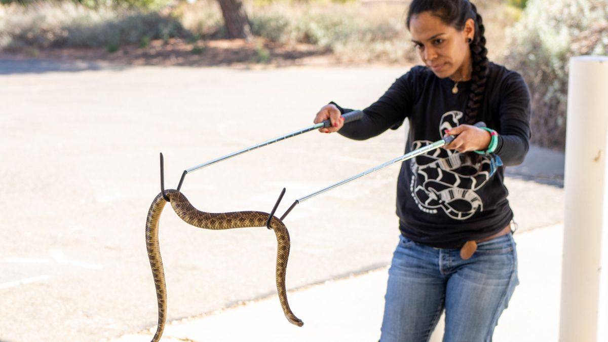 Level 1 Venomous Handling Certification Course - Sacramento