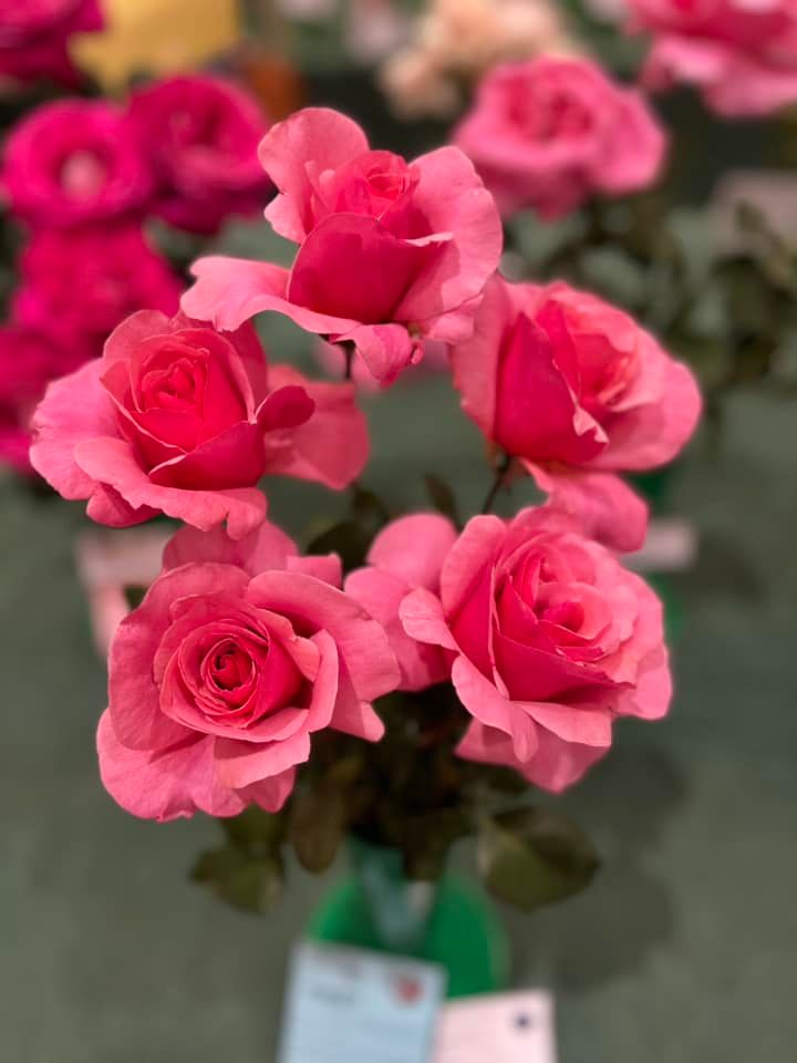 24th Annual Rose Show