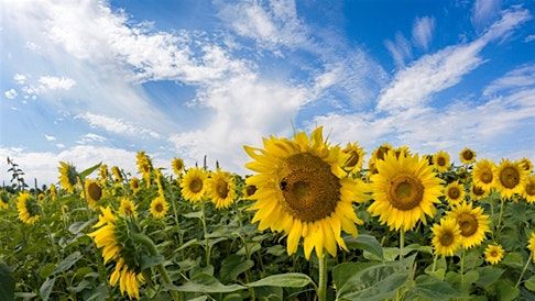 Carroll County Master Gardeners: Advanced Seed Saving and Beyond