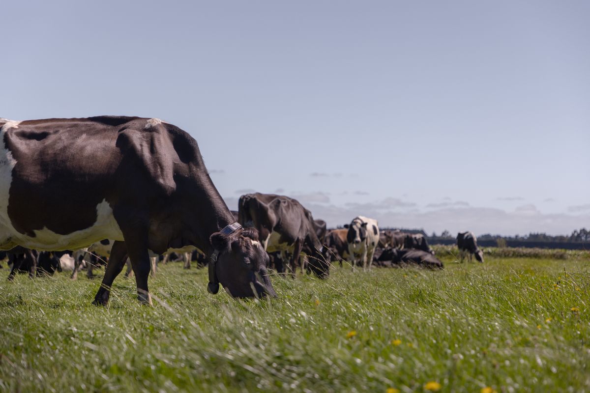 Canterbury - Mating Excellence Event 