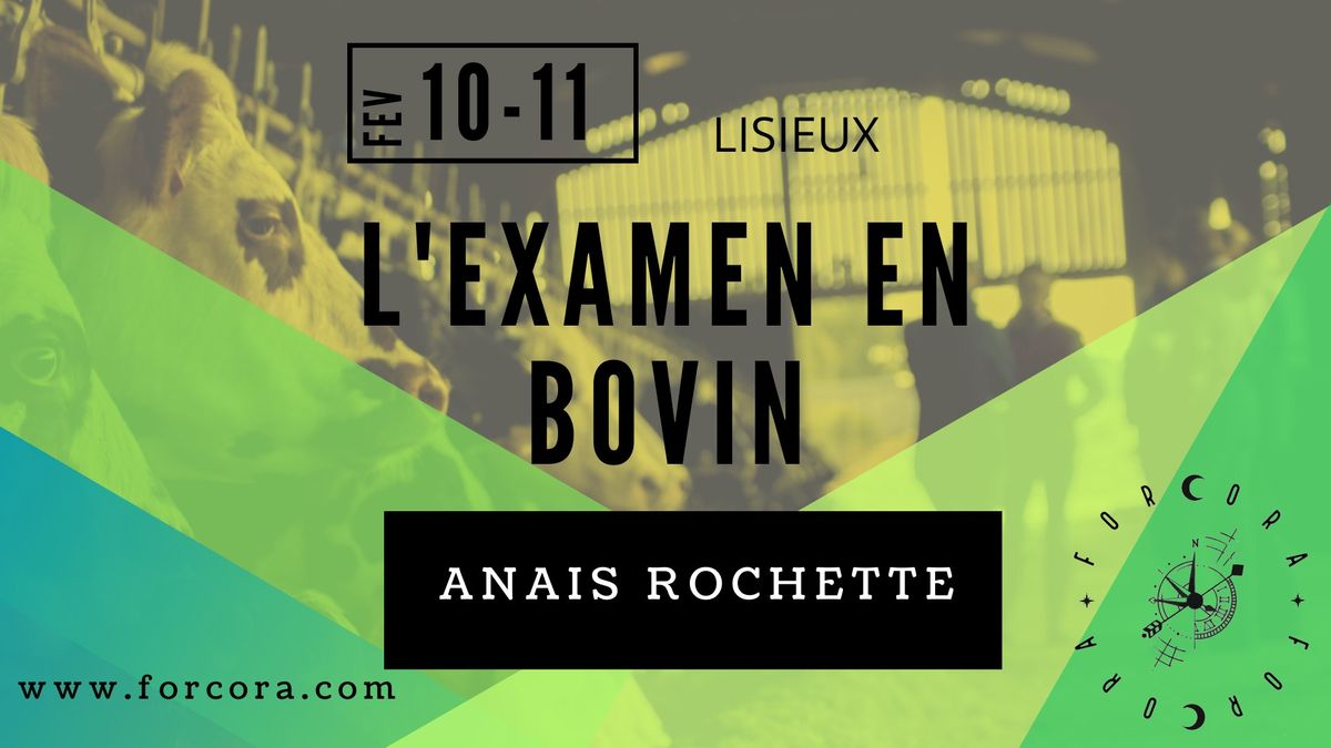 Le bovin pour l examen !!