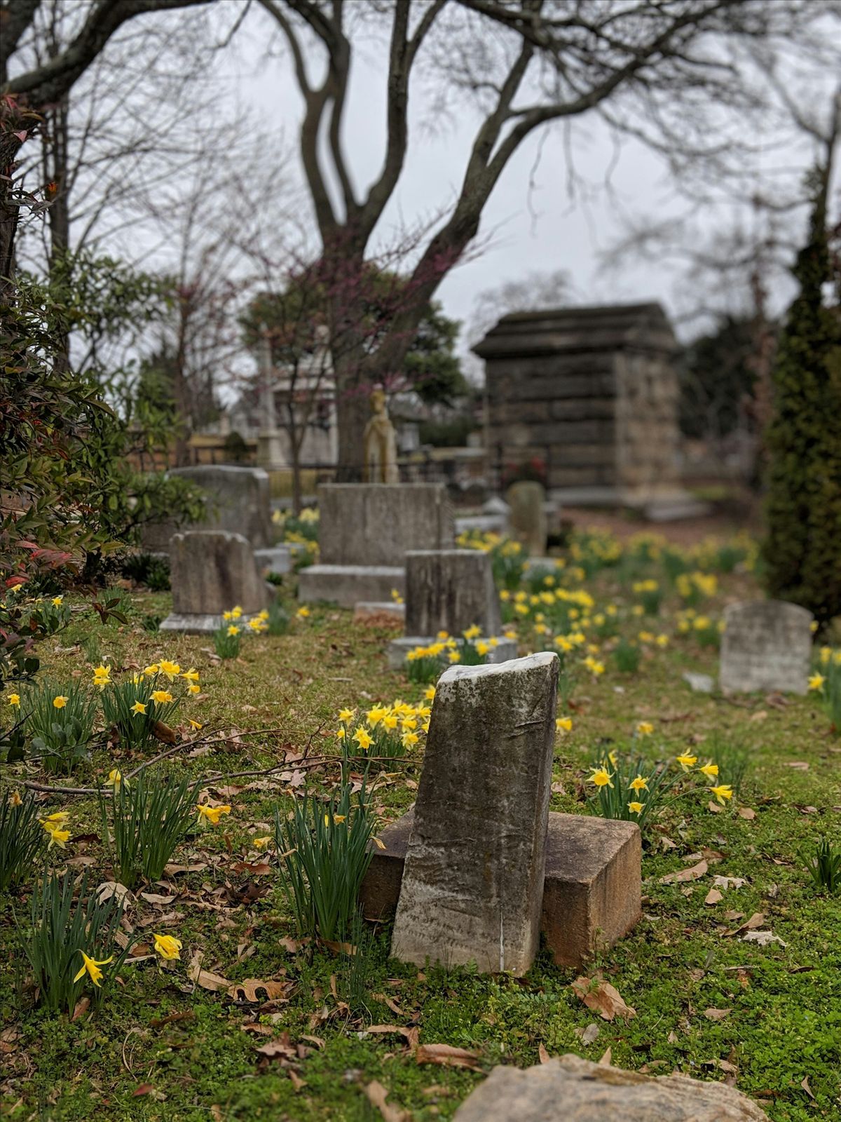 PHOENIX FLIES 2024 | Geology in the Cemetery