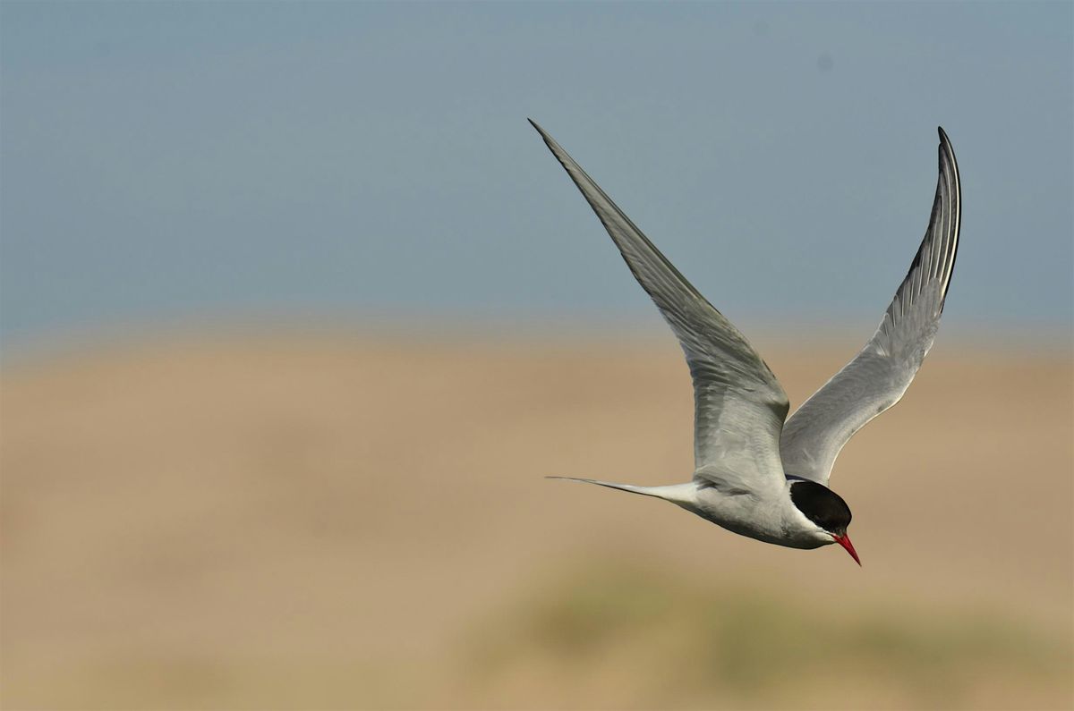 Celebrating Manx Birds III