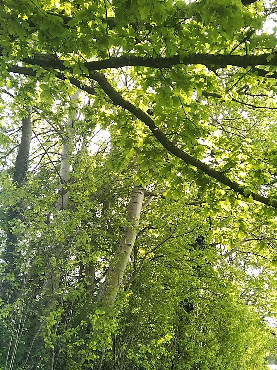 Wild Walks with Manchester Museum: Treescapes sensory walk with Trees